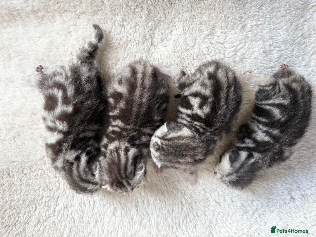 British Shorthair cats for sale: GCCF Rare Show Quality BSH Silver Tabby Kittens - Image 14