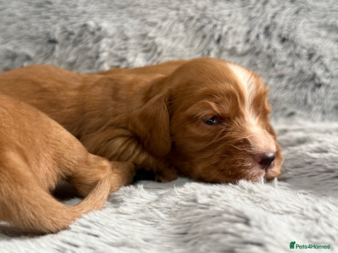 Cocker Spaniel dogs for sale: Gorgeous KC Working Cocker Spaniels- Health Tested - Image 14