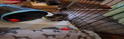 Bengal cats for sale: Bengal cross kittens in Crewe - Advert 4