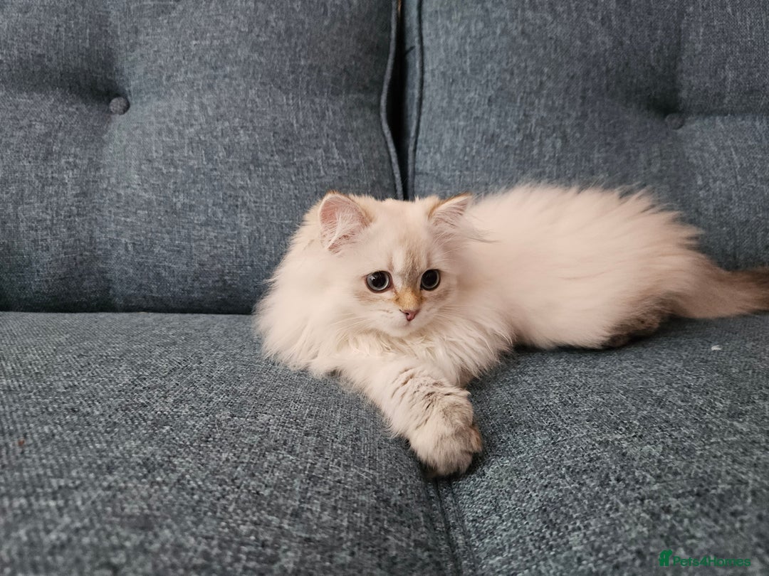 Scottish Fold cats for sale: Excellent Scottish straight girl ready to go in Erith - Image 14