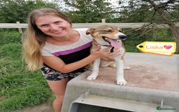 Mixed Breed dogs for adoption: 💖🐶 LISKA 🐶💖 - Image 5