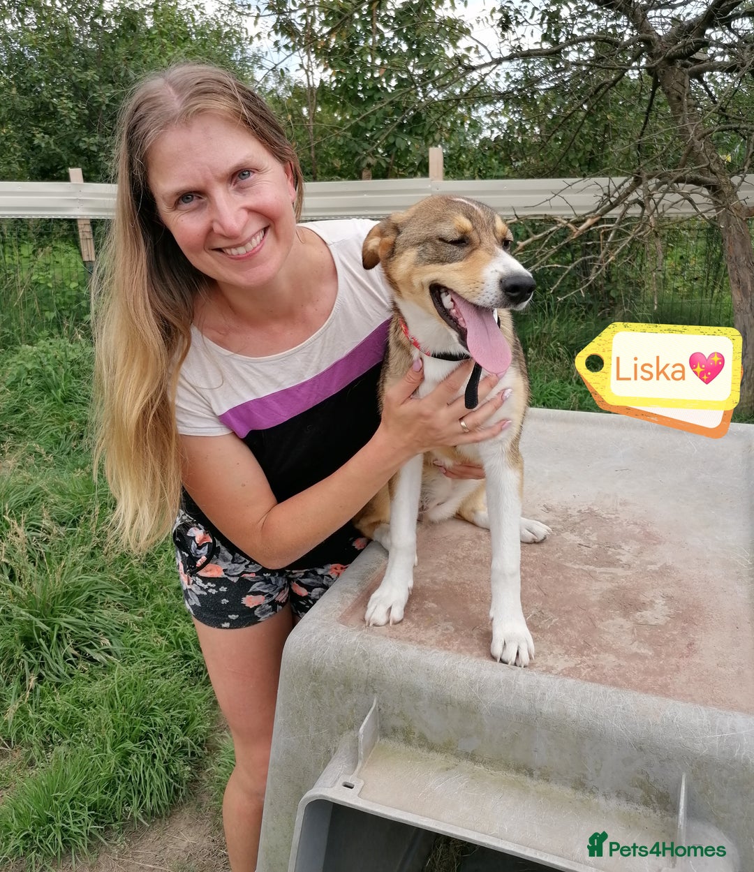 Mixed Breed dogs for adoption: 💖🐶 LISKA 🐶💖 - Image 5