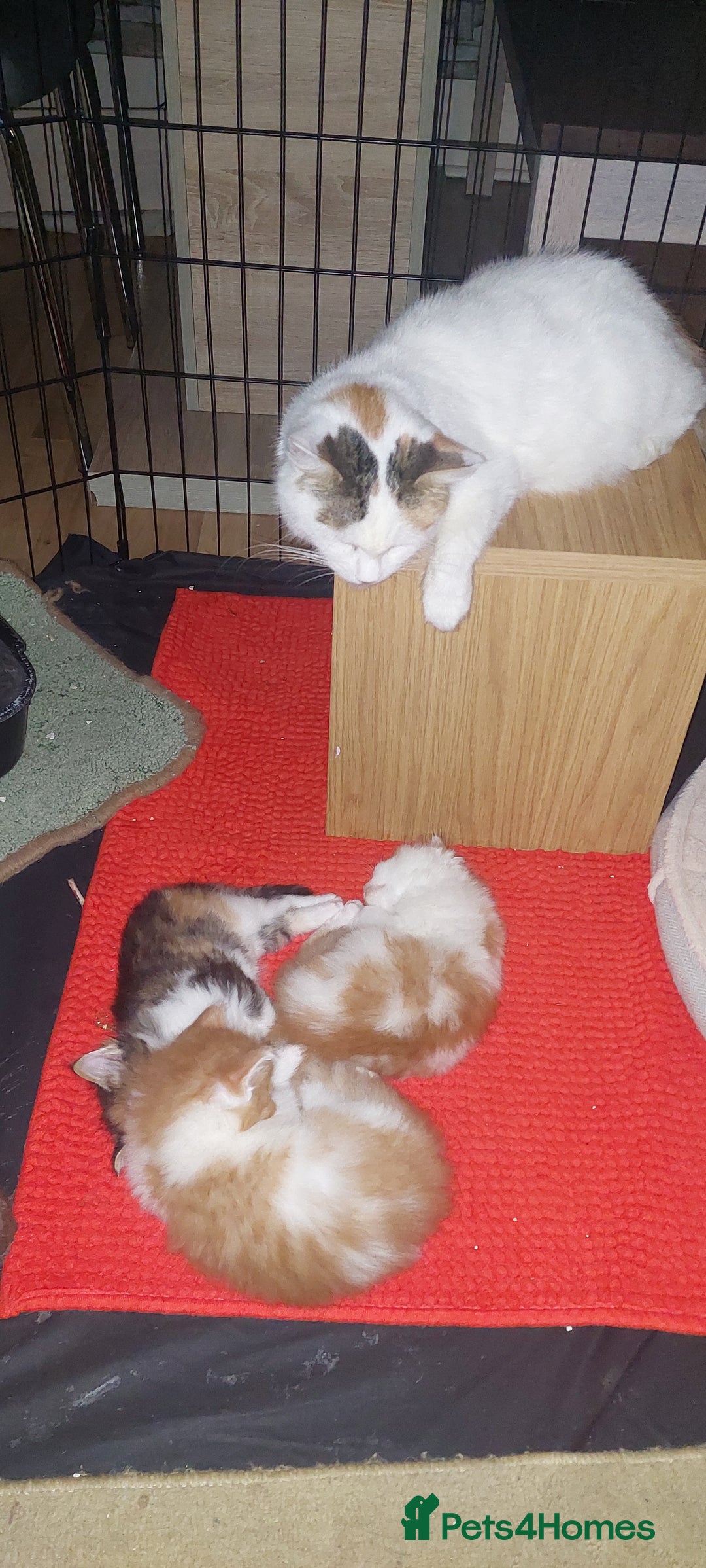 Mixed Breed cats for sale: 3 fluffy kittens - Advert 13