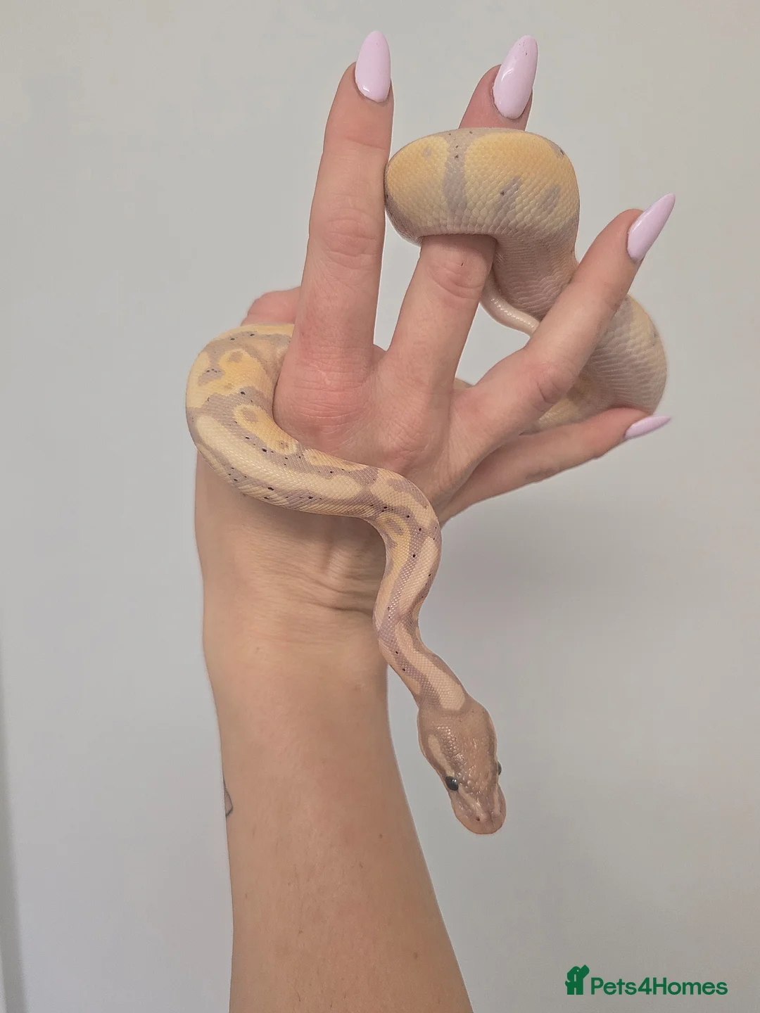 Python Snake reptiles for sale: Bananna pastel female royal python and setup  in Tonypandy - Advert 2