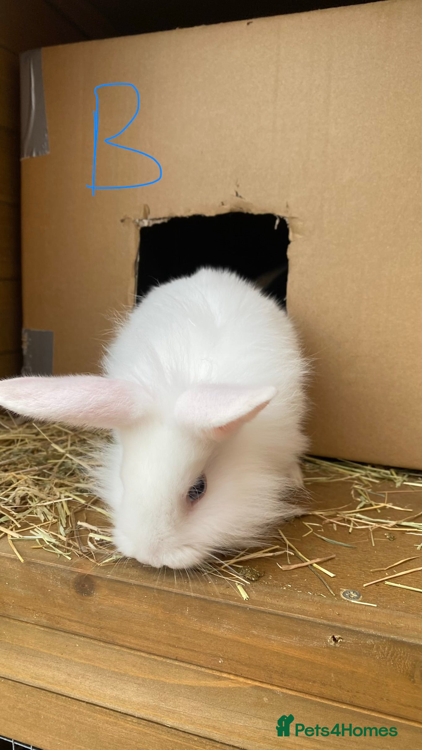 Mixed Breed rabbits 7 Bunnies for sale  - Advert 6