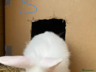 Mixed Breed rabbits 7 Bunnies for sale - Advert 6