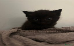 Ragdoll cats for sale: Beautiful Ragdoll mixed kittens for sale - Image 3