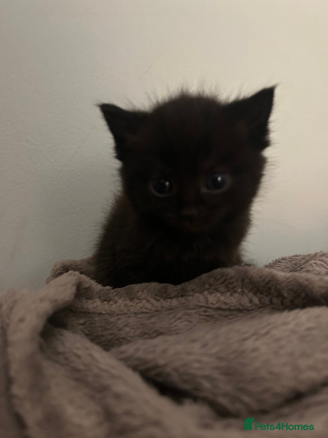 Ragdoll cats for sale: Beautiful Ragdoll mixed kittens for sale - Image 3