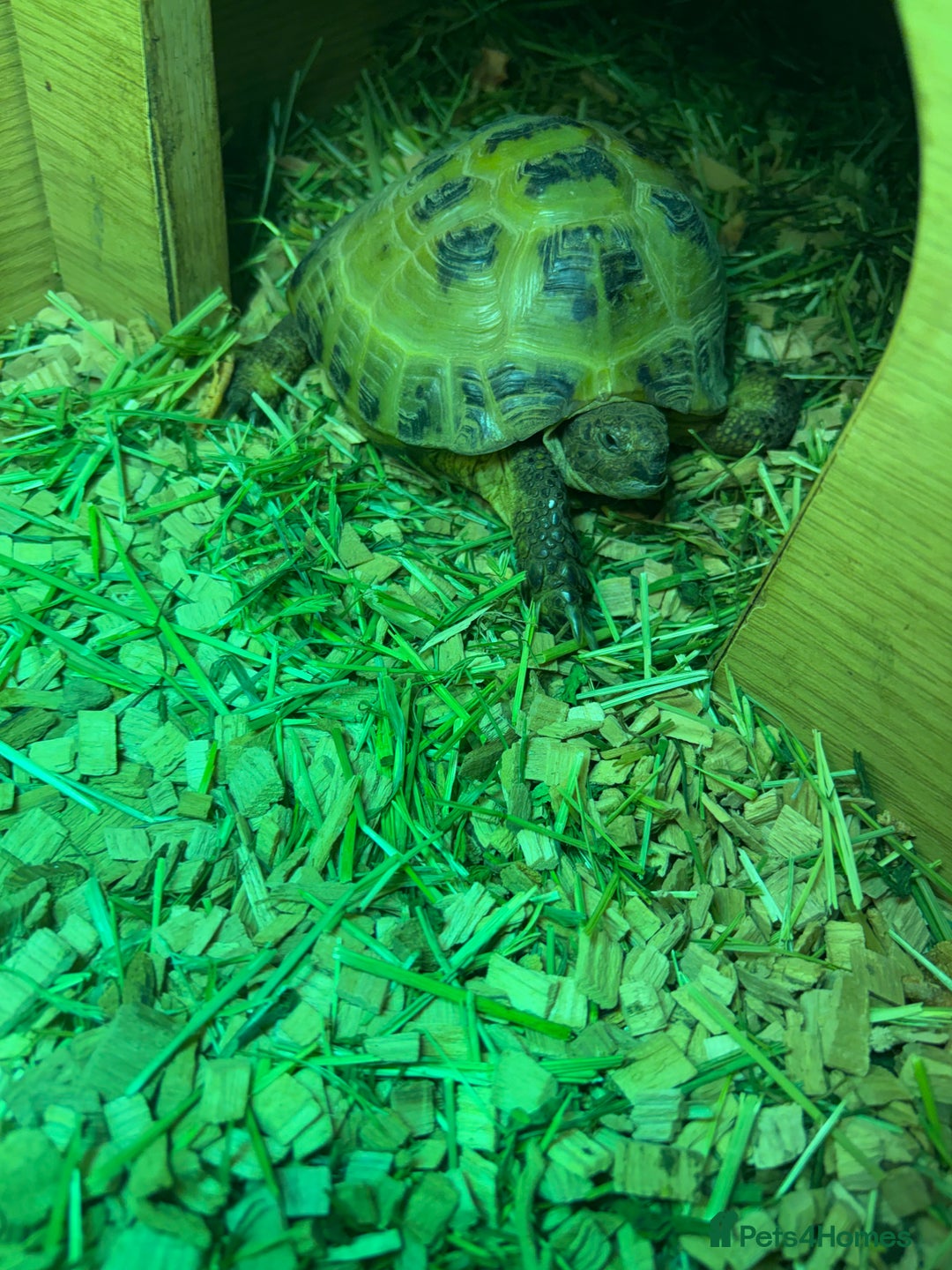 Tortoise reptiles for sale: 2 female 4 year old tortoises forsale - Advert 2