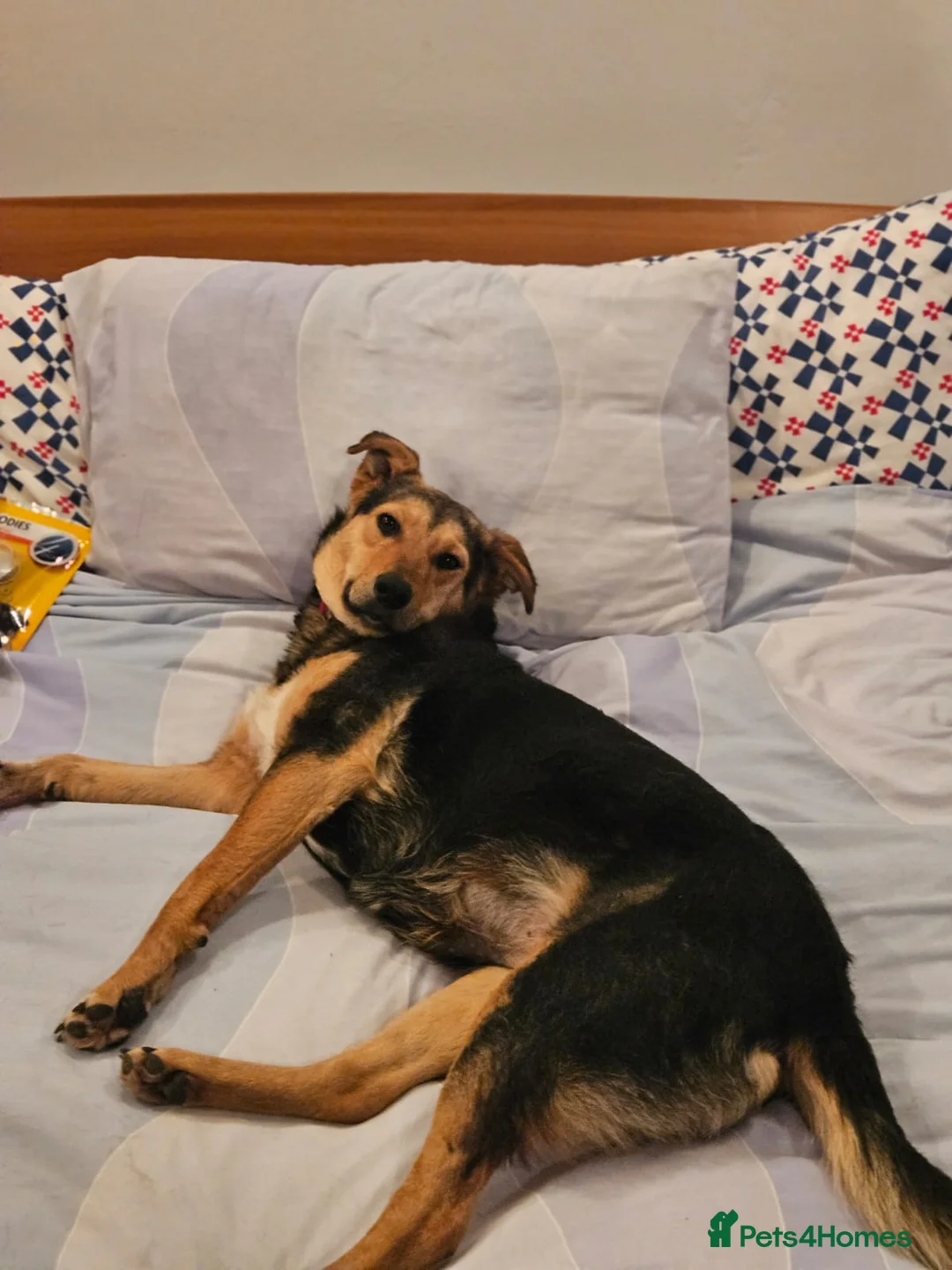 Mixed Breed dogs for adoption: 🐾 Meet Larisa - a gentle girl for a Loving Home💛 - Advert 29