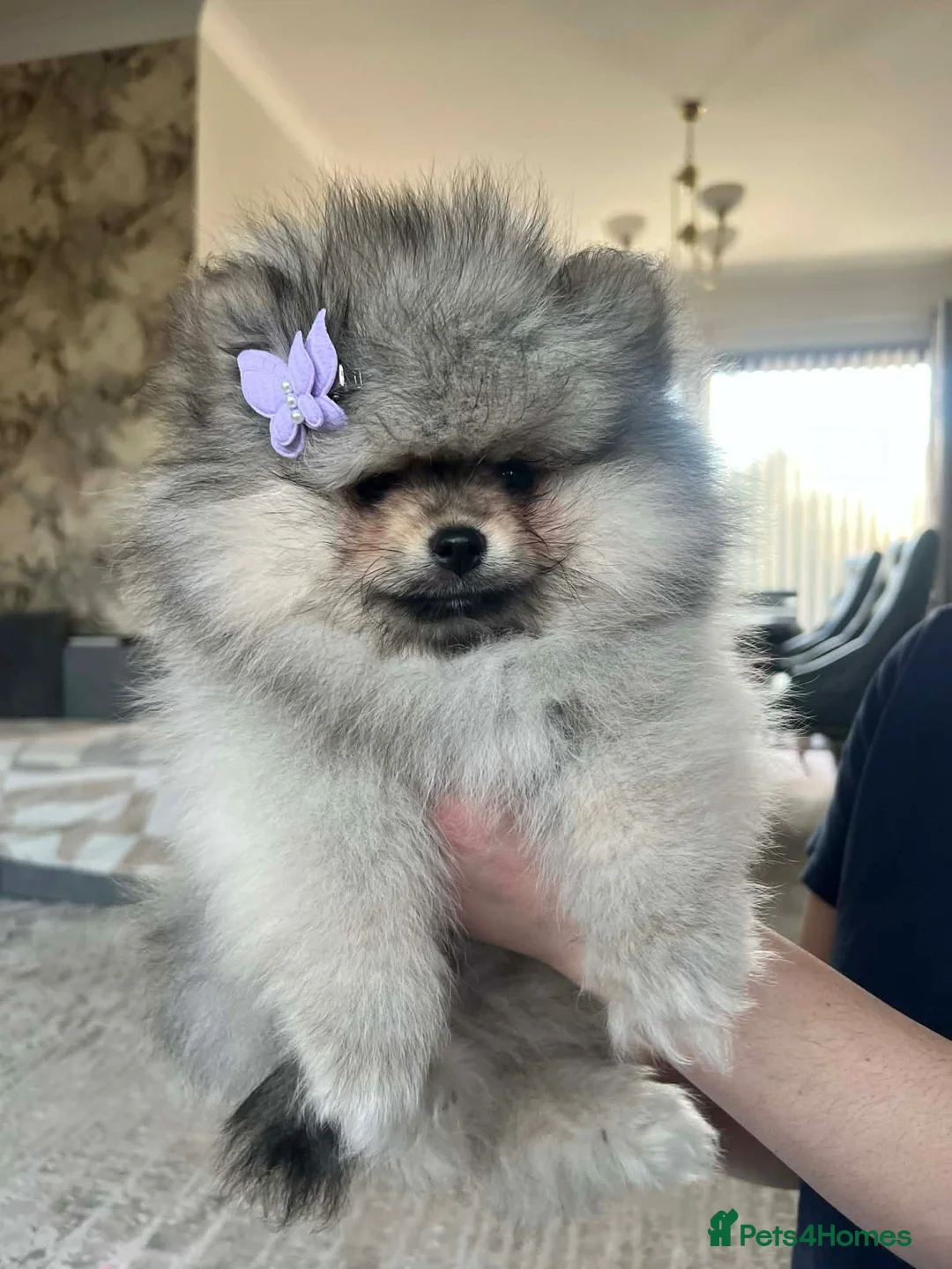 Pomeranian dogs for sale: Beautiful *RARE COAT* husky-looking Pom  - Advert 2
