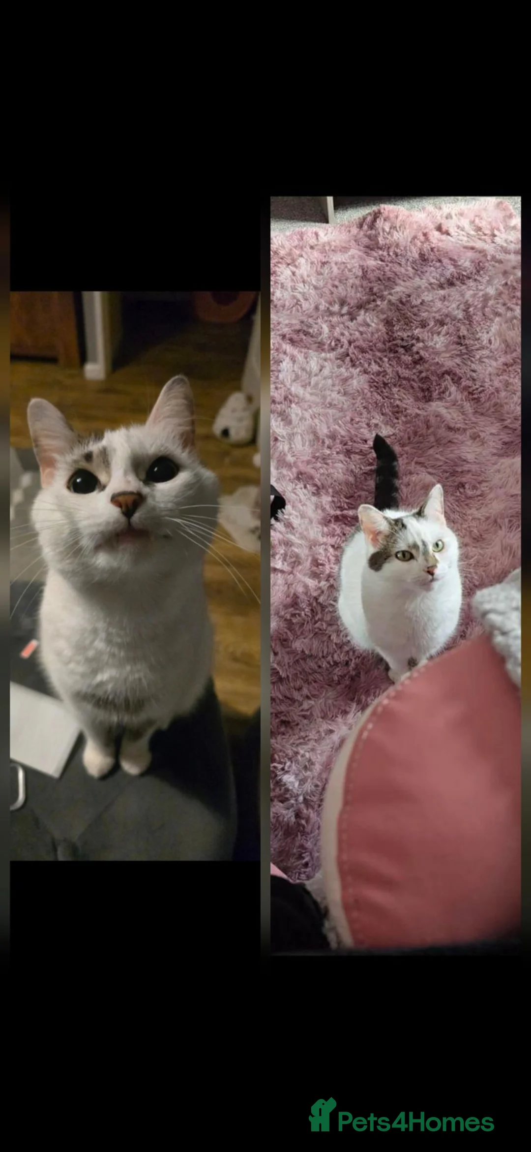 Domestic Shorthair cats for sale: Bonded brother & sister looking for a loving home - Advert 1