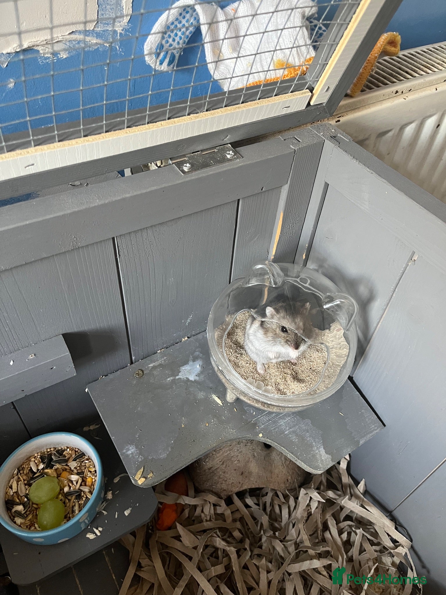 Hamster rodents Free to good home young hamster  - Advert 3