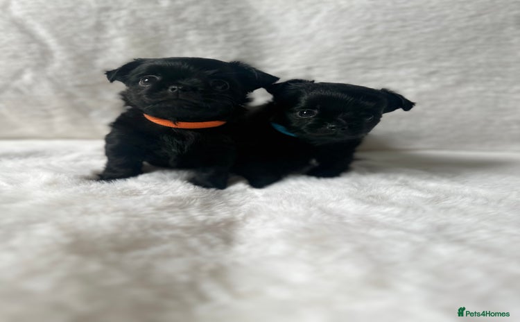 Mixed Breed dogs - Advert 6