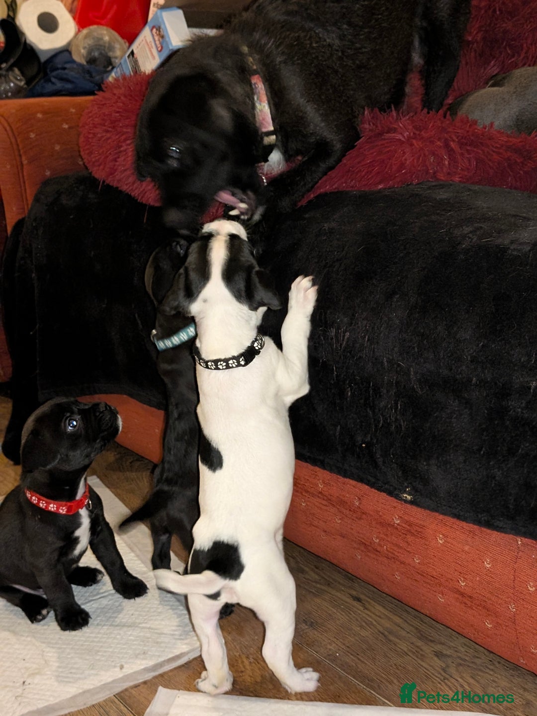 Mixed Breed dogs for sale: Little Boy Northern Ireland  - Advert 6