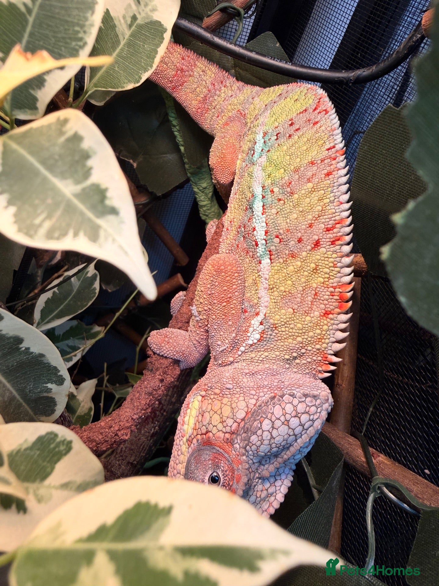 Chameleon reptiles Breeding pair panther chameleons - Advert 2