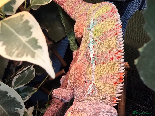 Chameleon reptiles panther chameleon - Advert 2