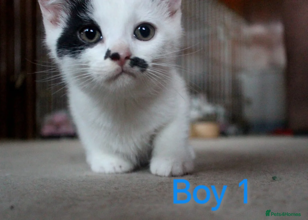 Mixed Breed cats for sale: 💛 kittens 💛 - Advert 1
