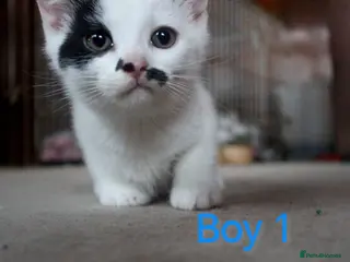 Mixed Breed cats 💛 kittens 💛 - Advert 13