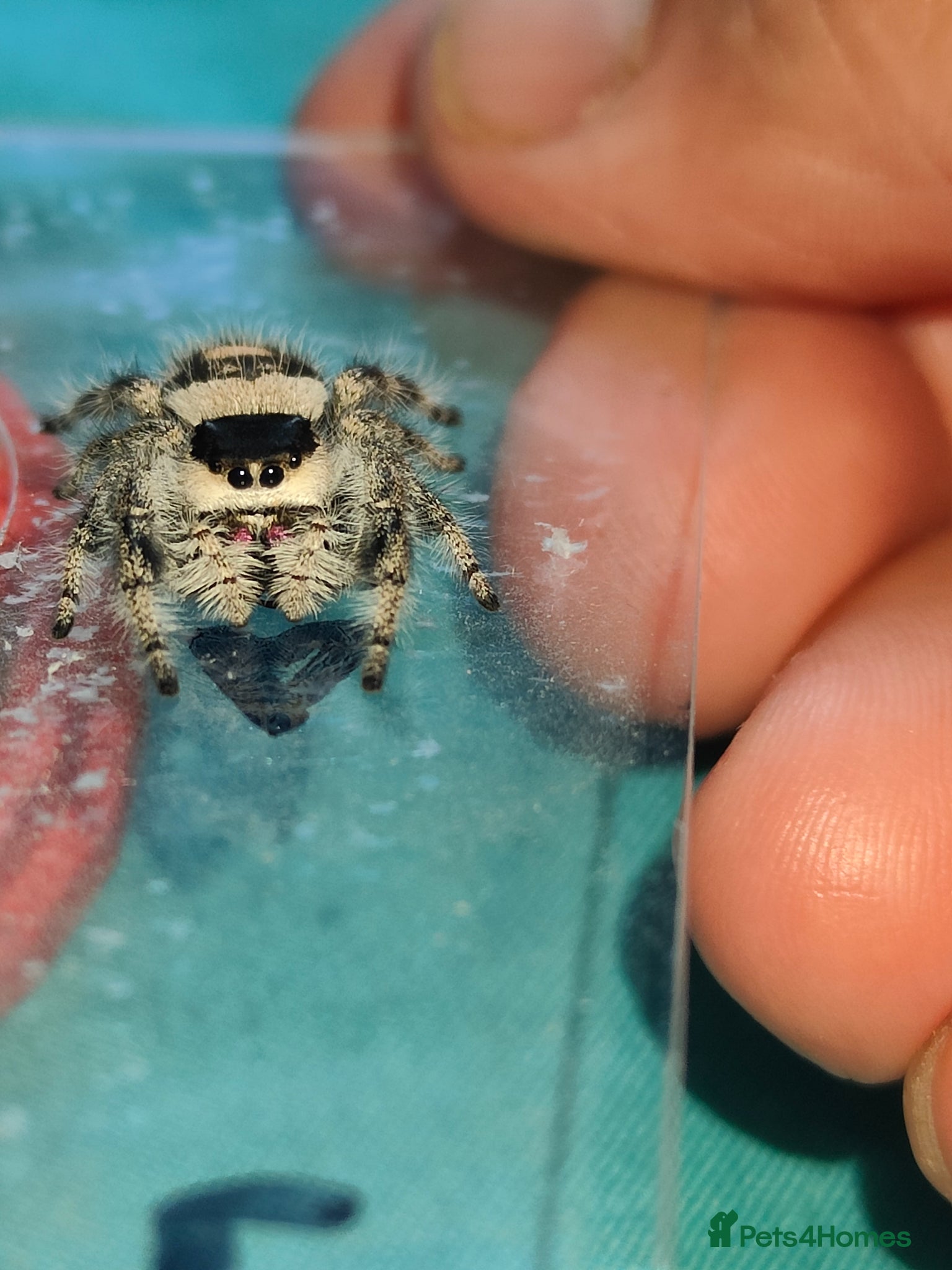 Spiders invertebrates Jumping spiders/Phidippus regius Bahamas White/ - Advert 20