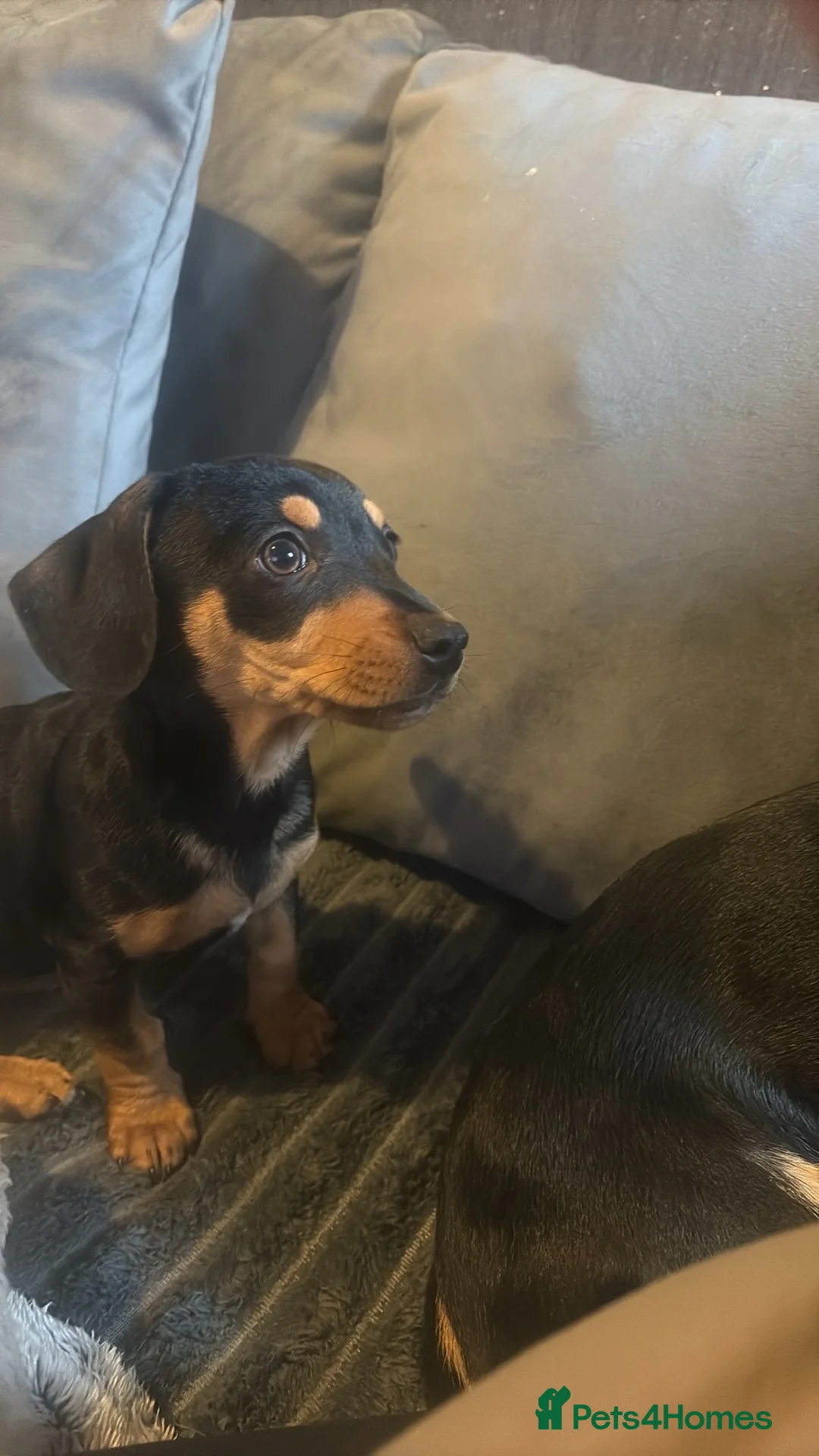 Jackshund dogs for sale: Dachund x Jack Russell  - Advert 3
