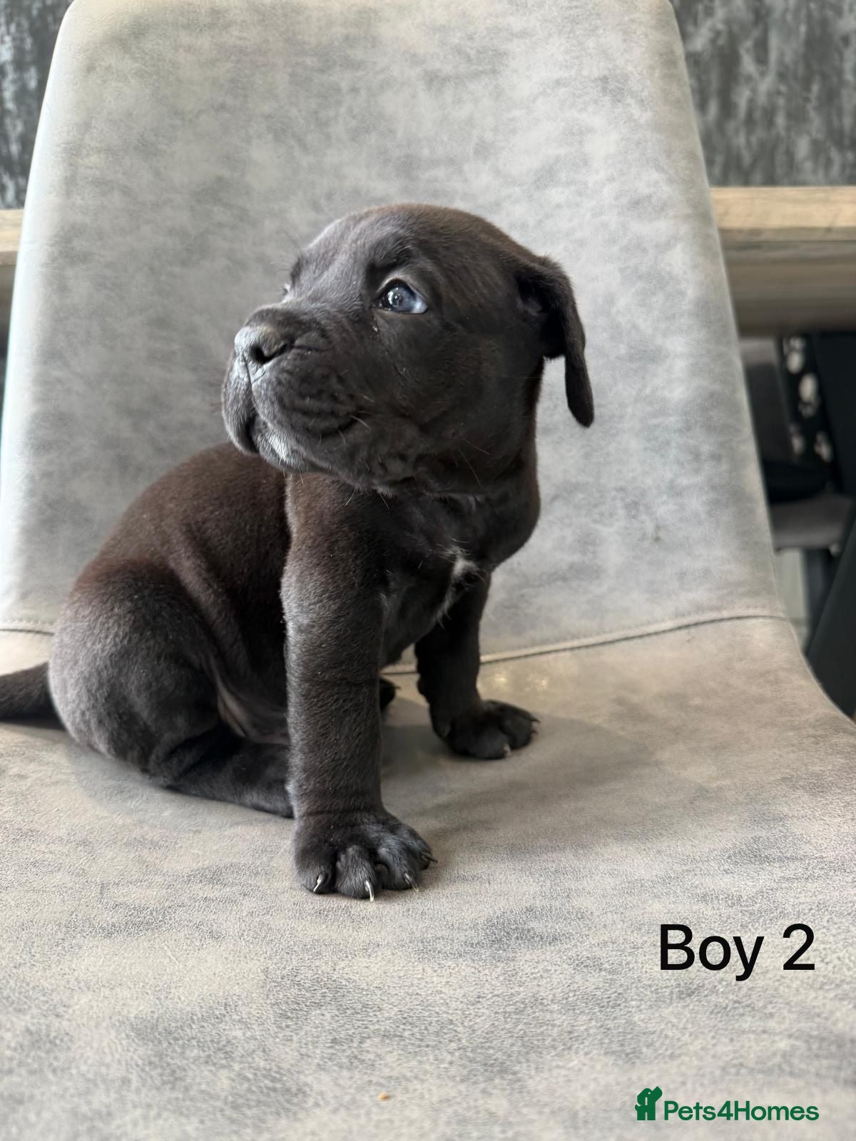 Cane Corso dogs Cane Corso puppies excellent example of the breed  - Advert 2
