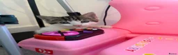 Mixed Breed cats for sale: Urgent rehome  - Advert 1