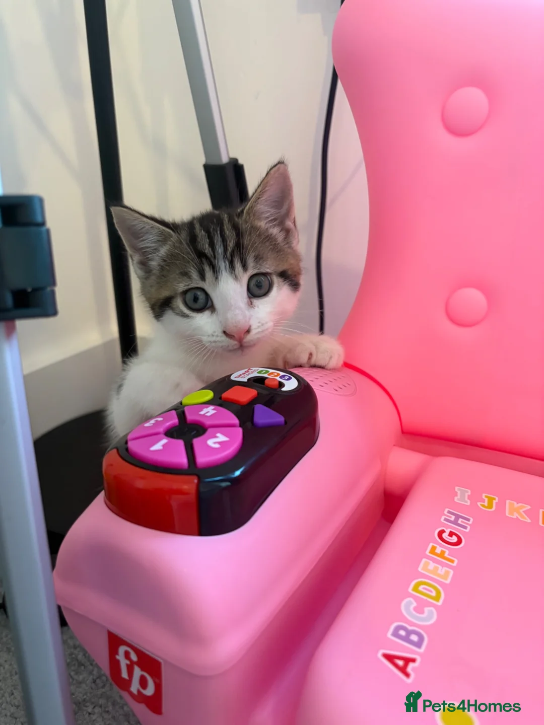 Mixed Breed cats for sale: Urgent rehome  - Advert 1