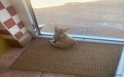 Mixed Breed cats for sale: Beautiful ginger boy kitten - Image 6