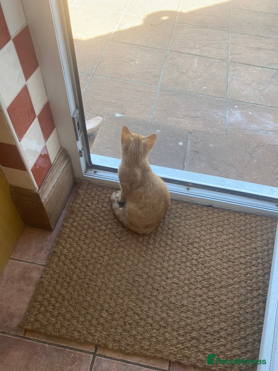 Mixed Breed cats for sale: Beautiful ginger boy kitten - Image 6