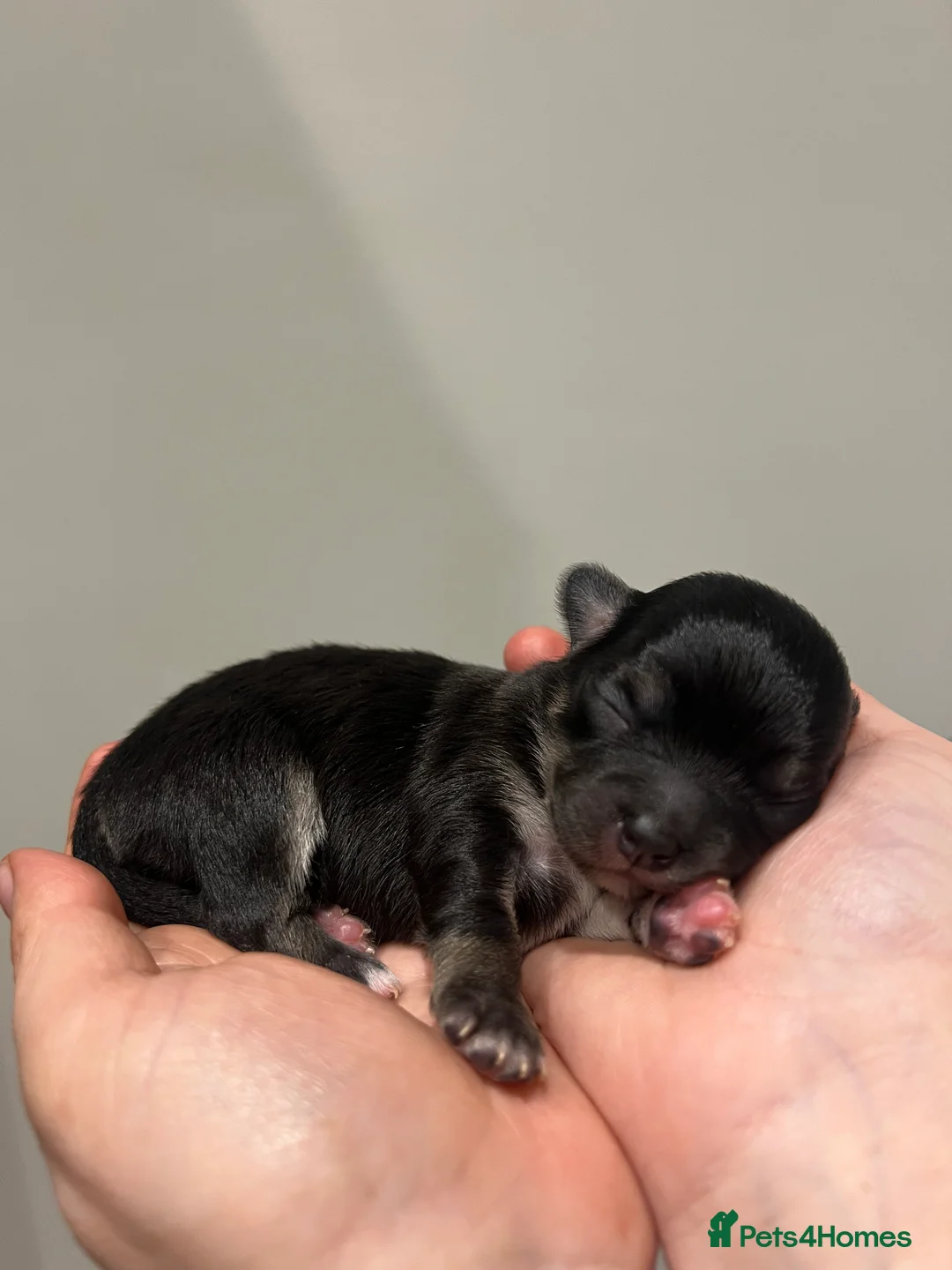 Chihuahua dogs for sale: Chihuahua Puppies - Advert 6