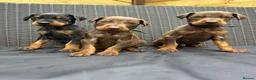 Dobermann dogs for sale: Beautiful family dobermans * 3 pups left * - Advert 15
