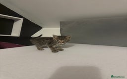 Bengal cats for sale: Cute bengal kittens for sale  - Image 5