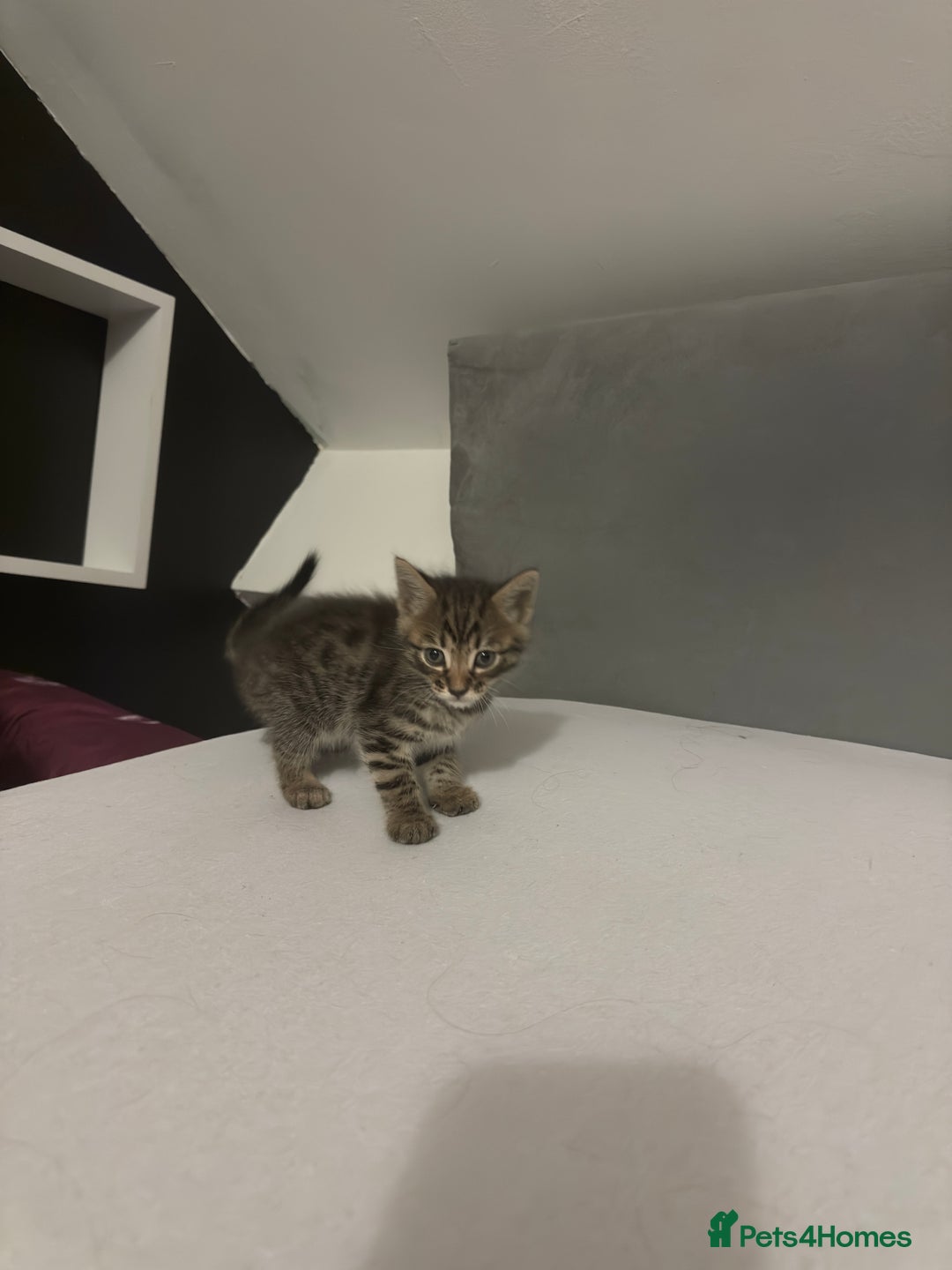 Bengal cats for sale: Cute bengal kittens for sale  - Image 5