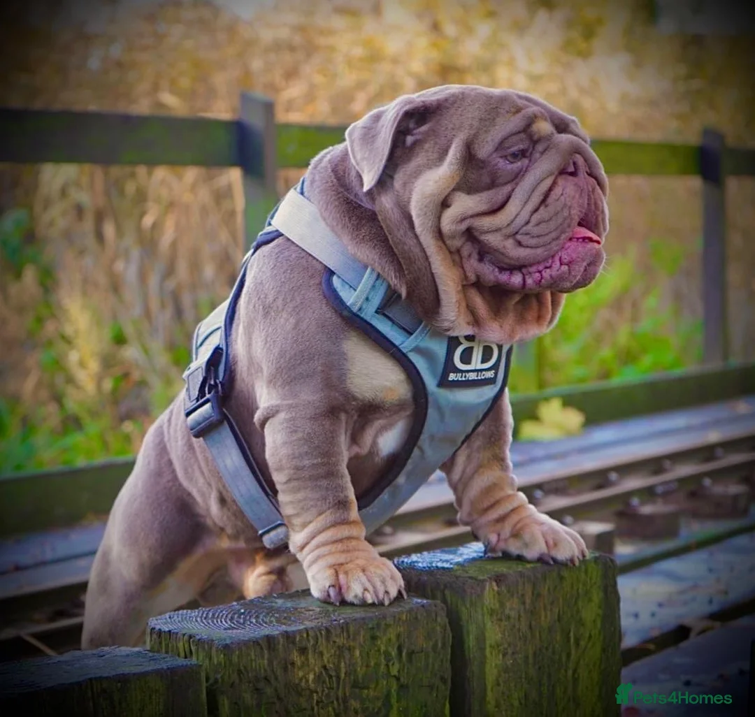 English Bulldog dogs for stud: CREATEABULLZ 🚨LOADED-LUX REDUCED  - Advert 1