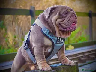 English Bulldog dogs CREATEABULLZ 🚨LOADED-LUX REDUCED - Advert 1