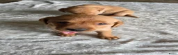 Labrador Retriever dogs for sale: 🐶Beautiful Red KC Labradors pups🐶  - Advert 4