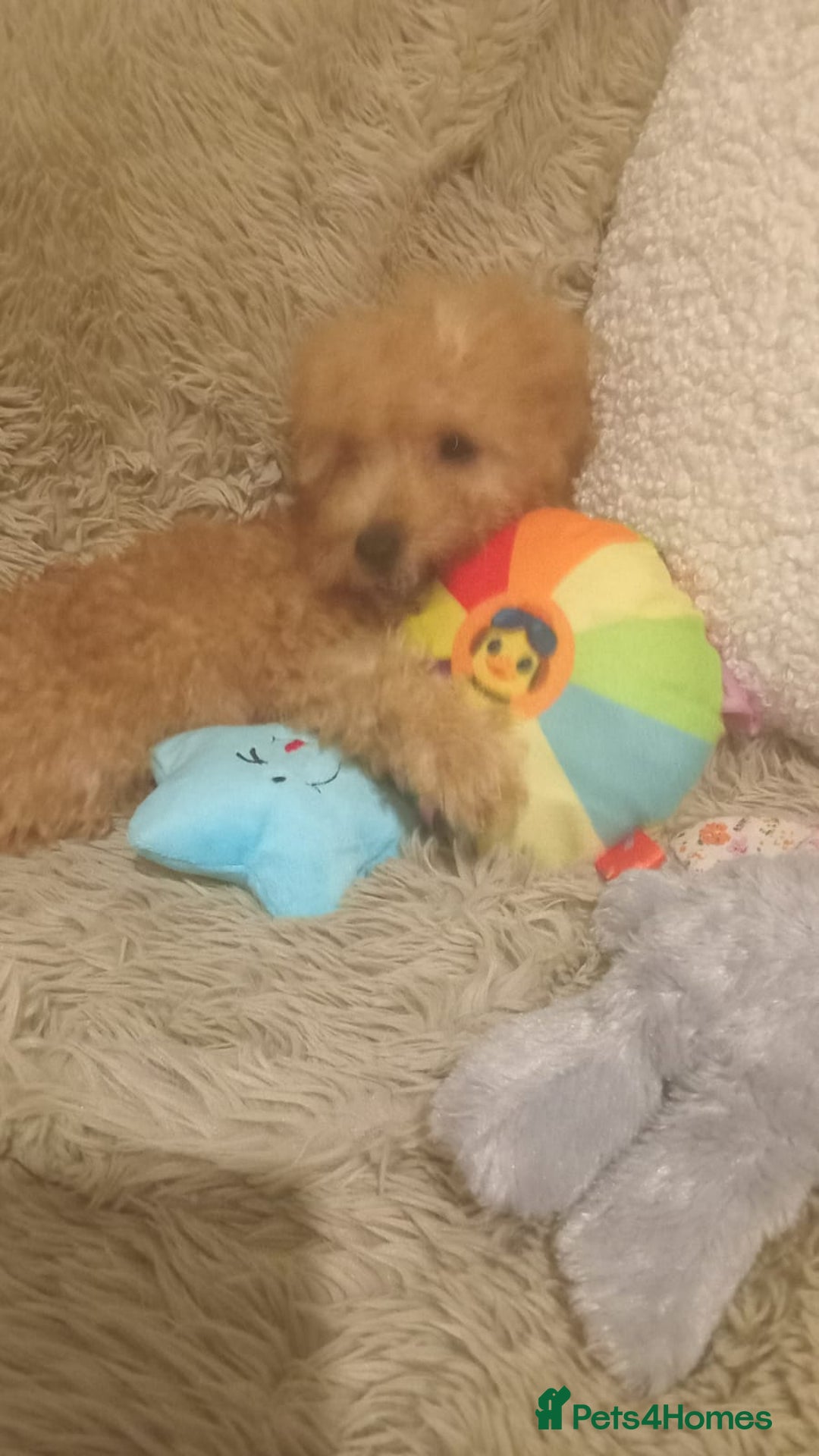 Miniature Poodle dogs for sale: Apricot miniature poodles - Advert 9