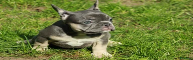 Bambi