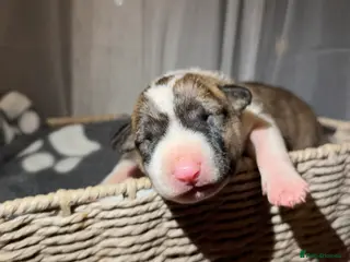 English Bull Terrier dogs Bull Terrier - Advert 2