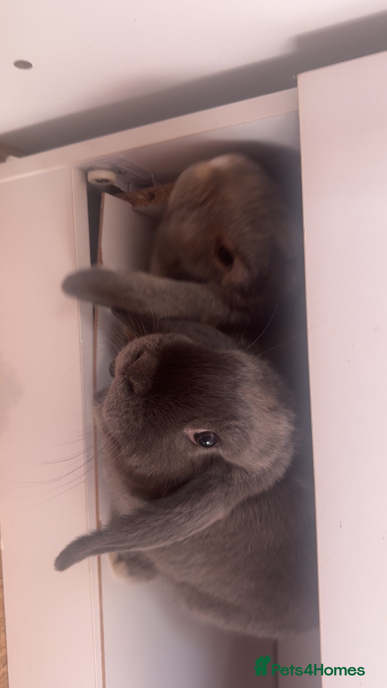 Mini Lop rabbits 2 mini lops  - Advert 2