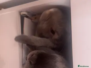 Mini Lop rabbits 2 mini lops - Advert 2