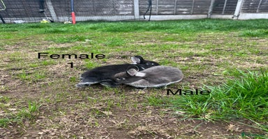 Netherland Dwarf rabbits - Advert 3