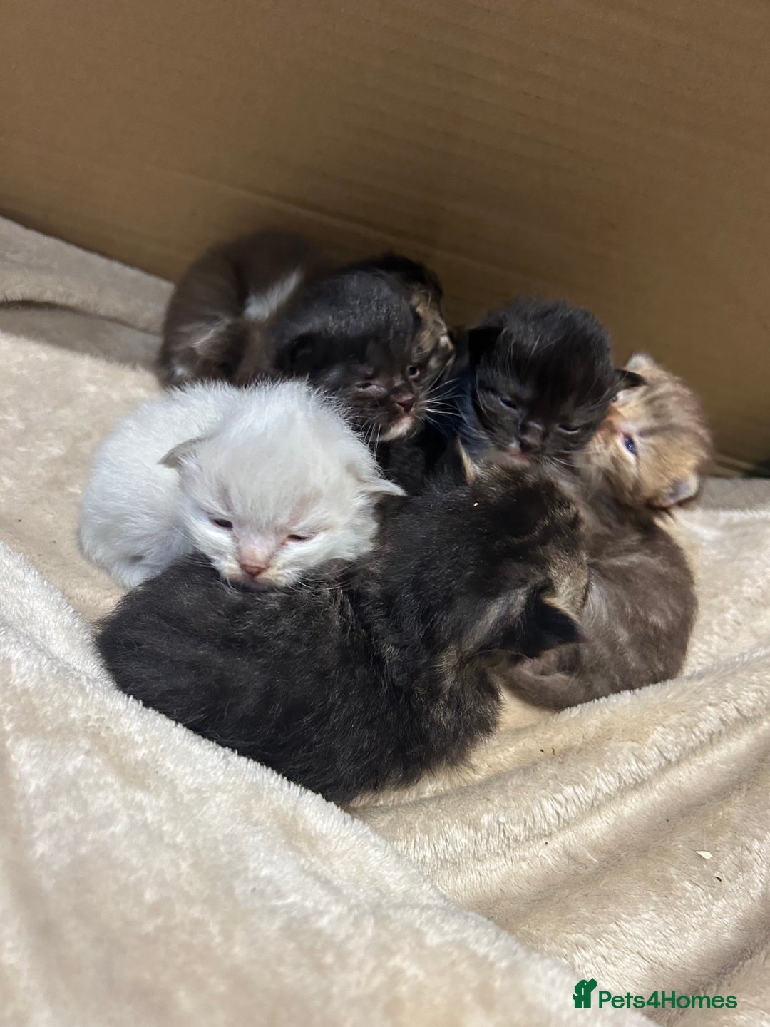 Ragdoll cats for sale: X RAGDOLL KITTENS - Advert 3