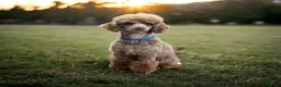 Toy Poodle dogs for stud: (Stud) Chocolate & Tan carrying blue (Toy poodle)  - Advert 3