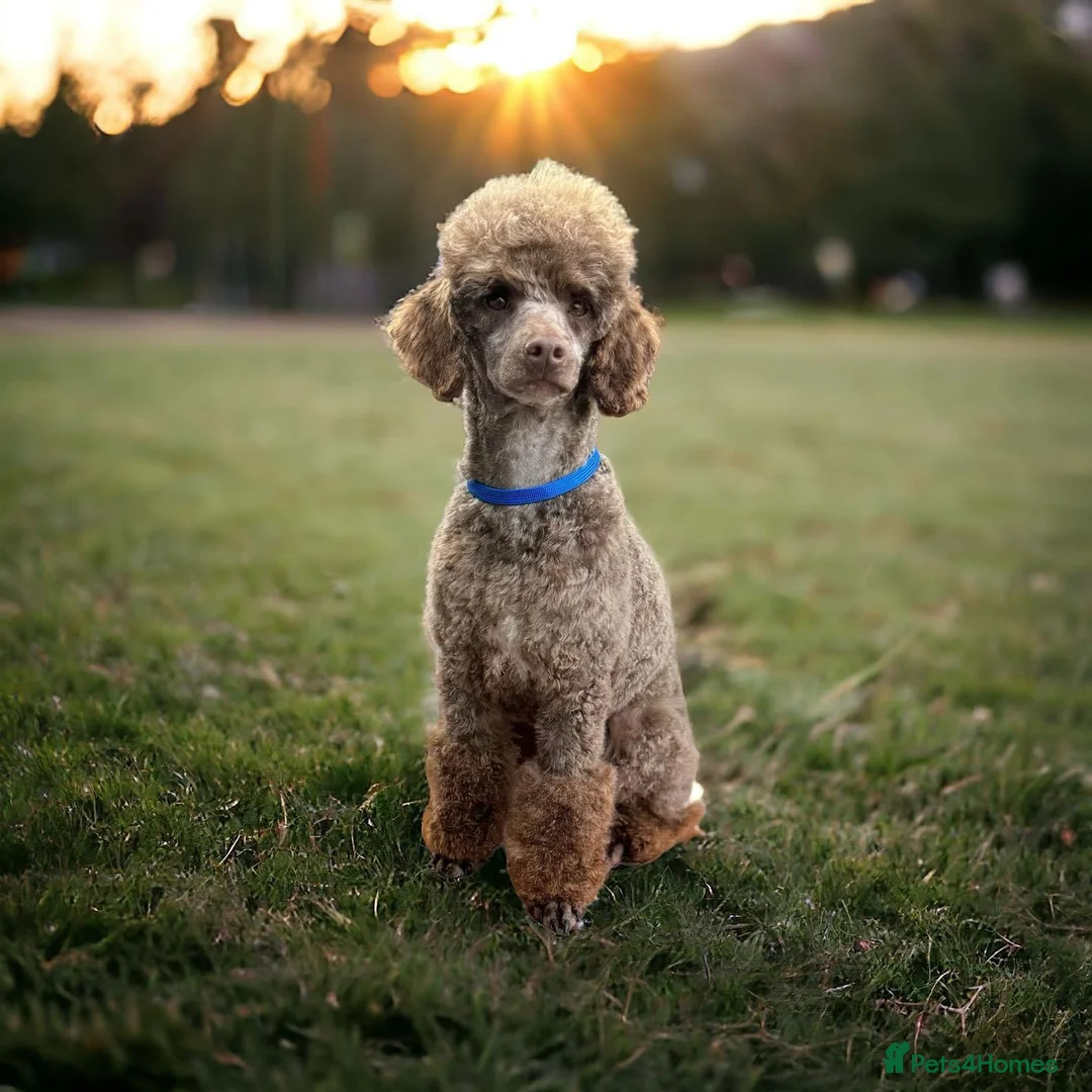 Toy Poodle dogs for stud: (Stud) Chocolate & Tan carrying blue (Toy poodle)  - Advert 3