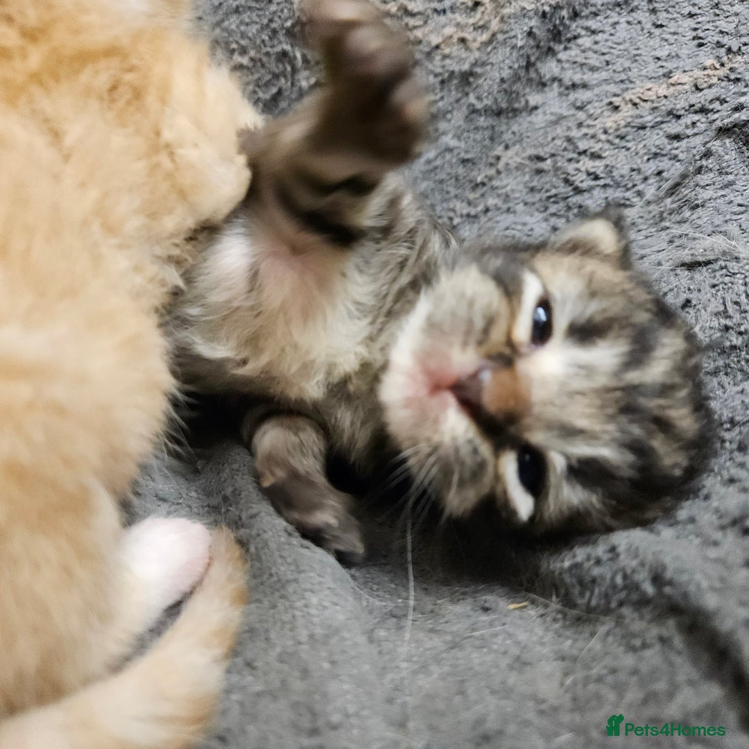Mixed Breed cats for sale: GINGER GIRL AND TABBY BOY  - Image 12