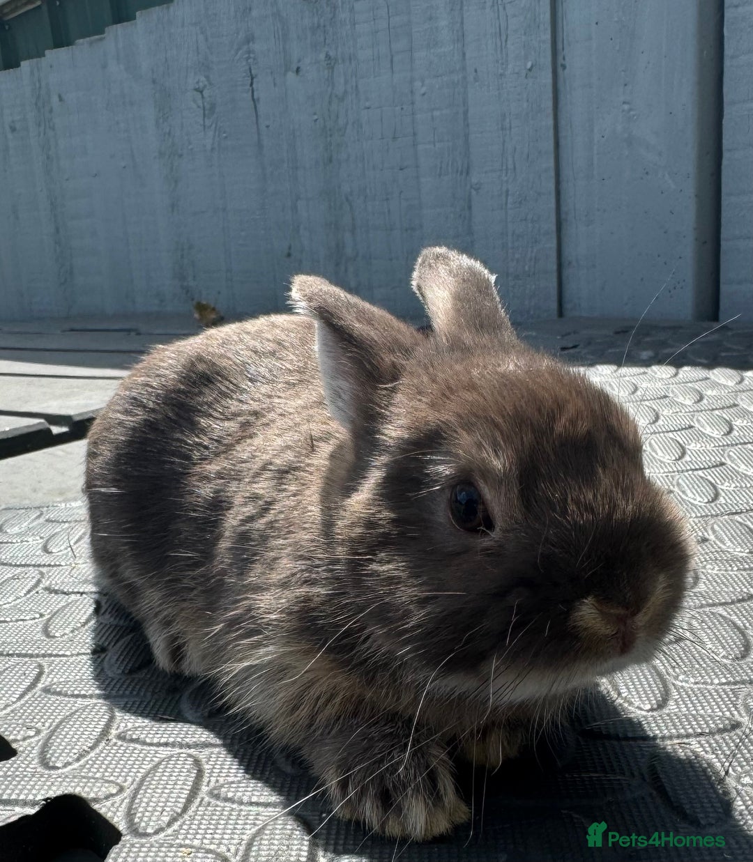 Netherland Dwarf rabbits for sale: STUNNING TAME PUREBRED BABY NETHERLAND DWARFS  - Image 10