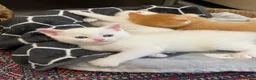 British Shorthair cats for sale: Beautiful kittens ready to go home  - Advert 4