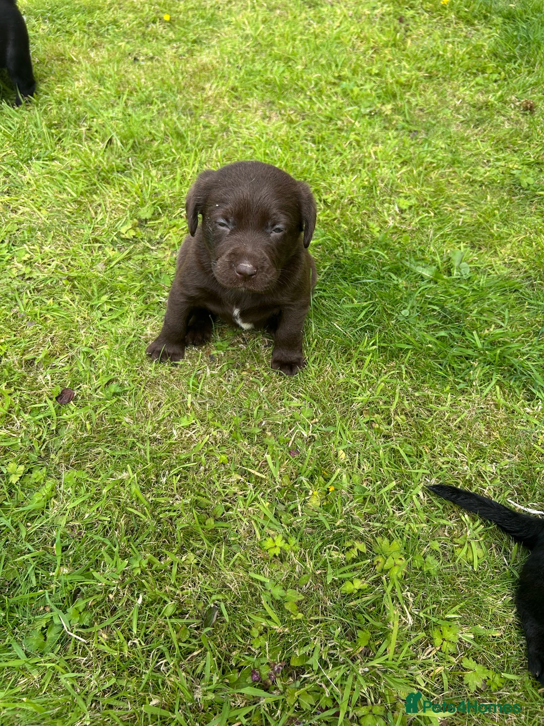 Springador dogs for sale: Springador Puppies - Image 12